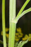 Wild parsnip